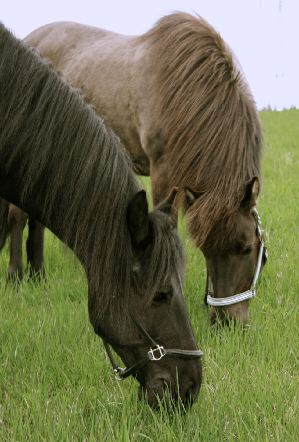 stallplass til leie vikhammer malvik trondheim